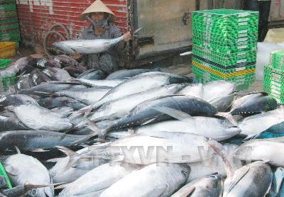 Khai thác hải sản gặp nhiều thuận lợi, ngư dân phấn khởi